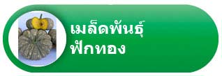 ฟักทอง