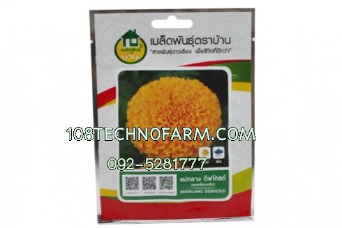 ดาวเรืองแม่กลาง ดีฟโกลด์