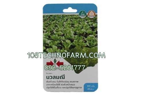 ผักกาดขาวปลี นวลมณี