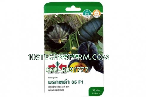 ฟักทอง มรกตดำ 35