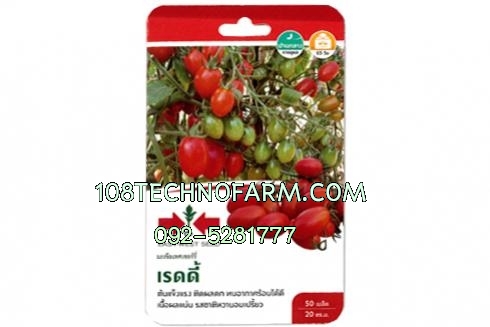 มะเขือเทศเชอร์รี่เรดดี้