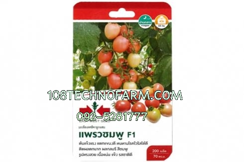 มะเขือเทศแพรวชมพู