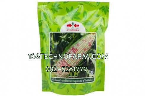 ข้าวโพดข้าวเหนียวหวานสวีทพิงค์ 1 กิโลกรัม