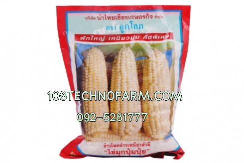 ข้าวโพดข้าวเหนียว สำลี ไข่มุกปุ้มปุ้ย 1 กิโลกรัม
